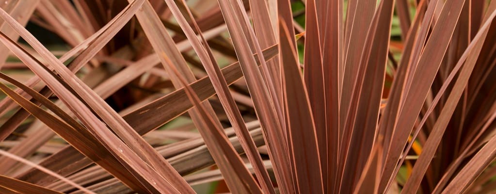 Cordyline