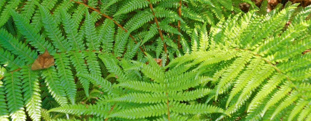 Sonstige Dicksonia