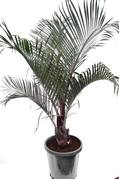 6053 - dypsis decary 140-160 42 groot  k-min