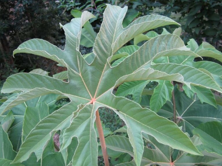 Syngonium Red Spot blad