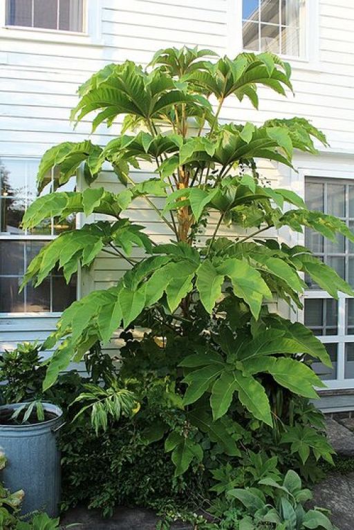 Epipremnum Pinnatum Global Green
