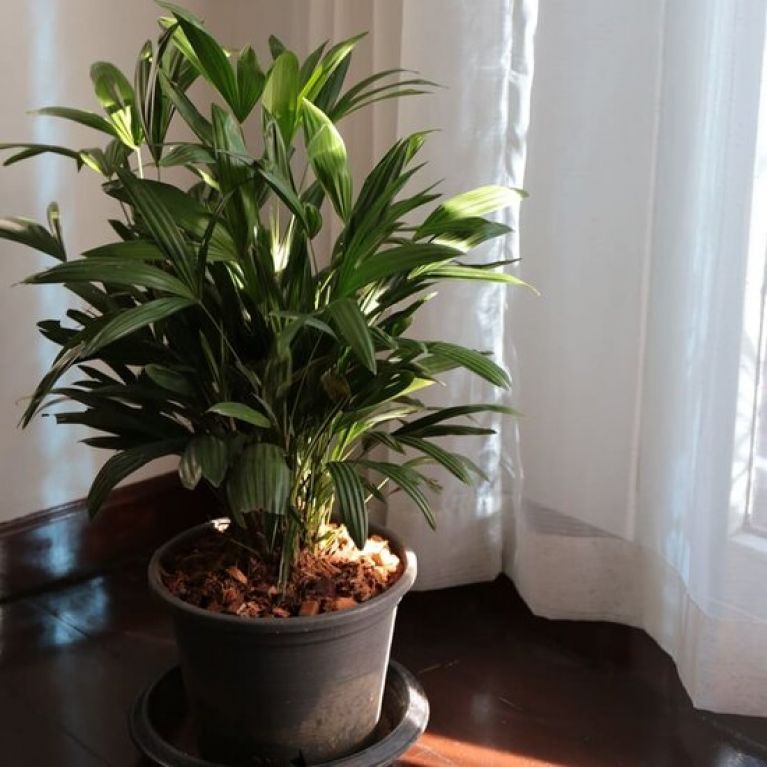 Solanum Evolvulifolium - P10
