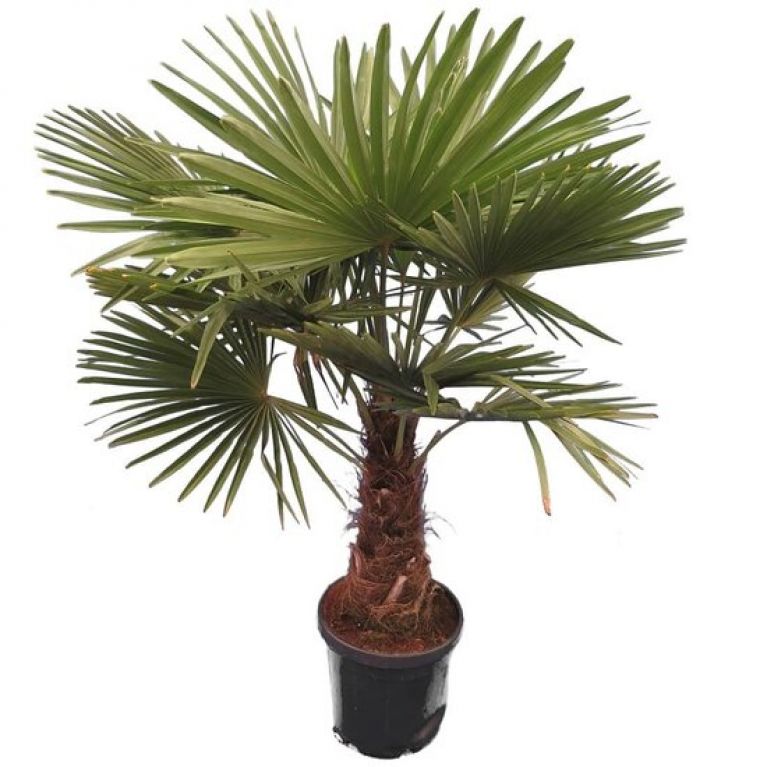 Epipremnum Pinnatum Global Green