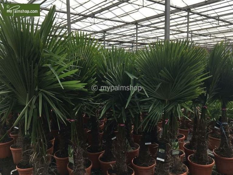 Scindapsus Treubii Dark