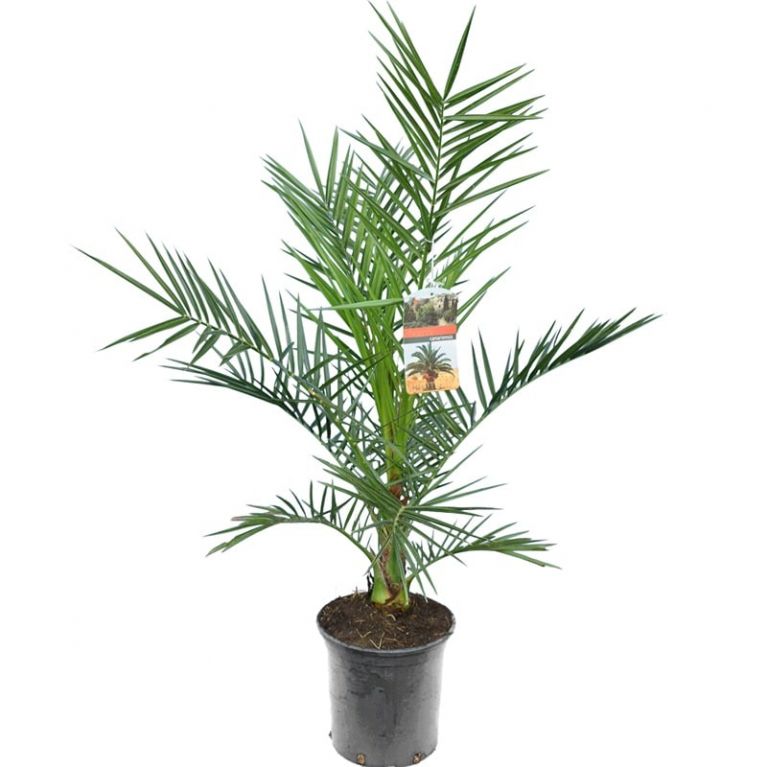 7408 - phoenix canariensis 90-110 20 cm 800-min