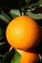 Epipremnum Pinnatum Global Green