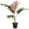 7657 - chambeyronia macrocarpa-min